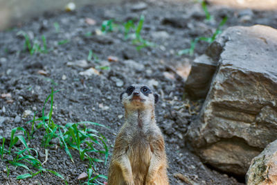 Suricate standing on the rock