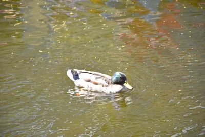 High angle view of duck in lake