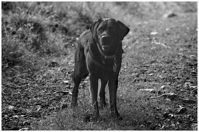 Black and white portrait of a black labrador dog standing in caddam wood, kirriemuir.