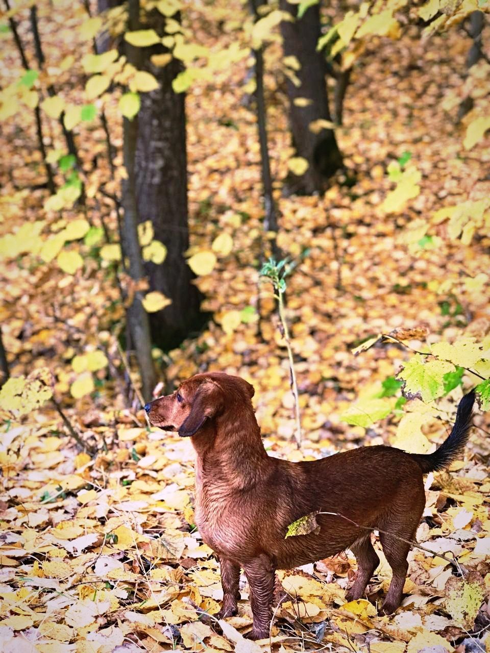 BLACK DOG ON GROUND