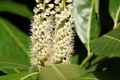 Close-up of flowers