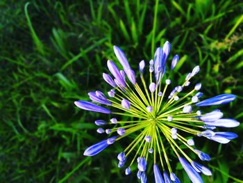 Close-up of purple flowering plant