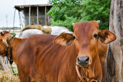 Portrait of cow