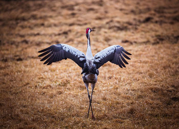 Bird flying over field