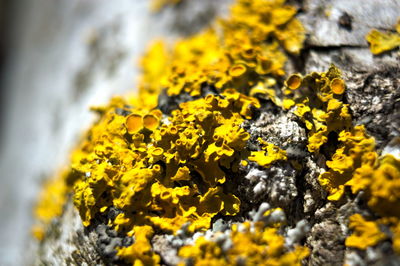 Close-up of yellow flowering plant on rock