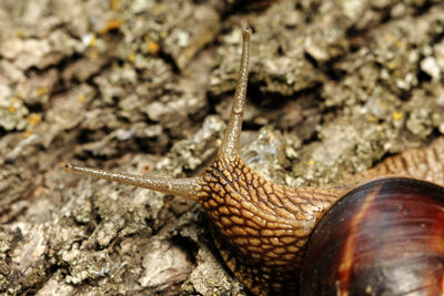 Close-up of snail