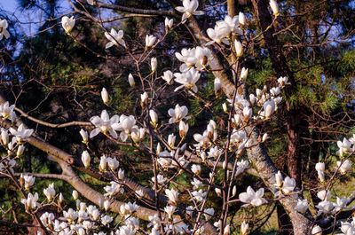 Close-up of white flowers on tree