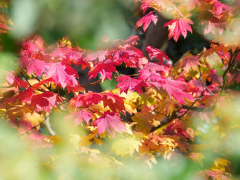 Close-up of pink flowering plant leaves during autumn