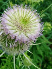 Close-up of dandelion flower