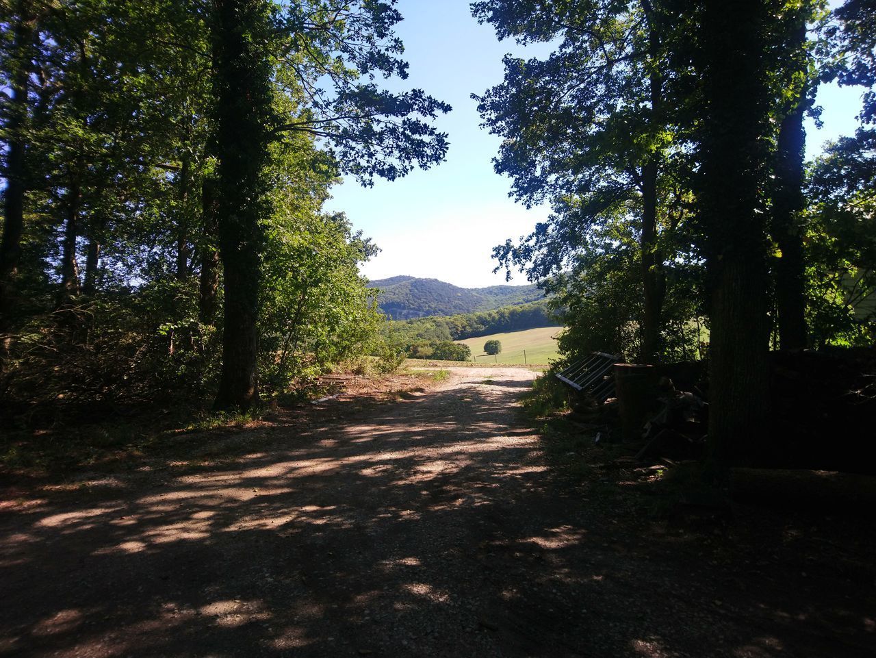 SCENIC VIEW OF TREES GROWING ON FIELD