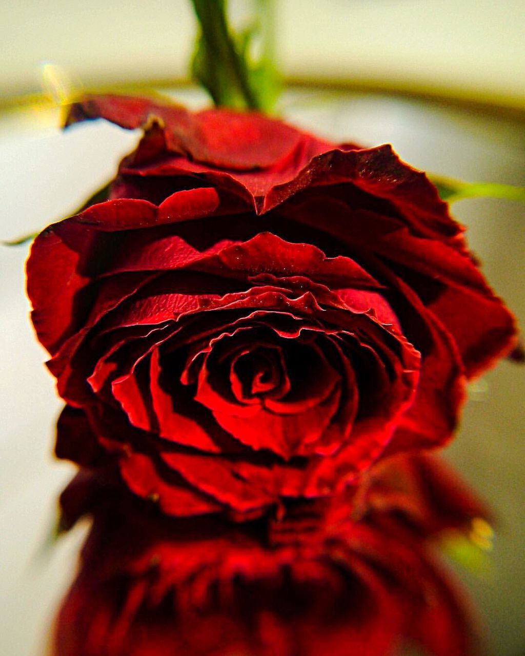 CLOSE-UP OF ROSE