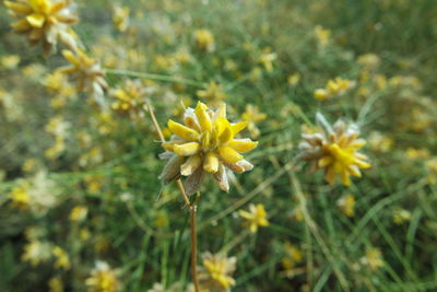 Close-up of yellow flowers