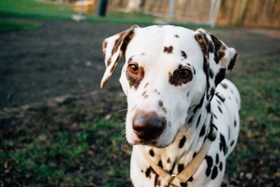 Close-up of dalmatian dog on field