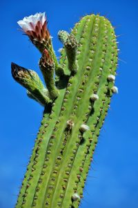 Low angle view of prickly pear cactus against blue sky