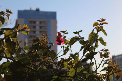 Low angle view of flowering plants against sky