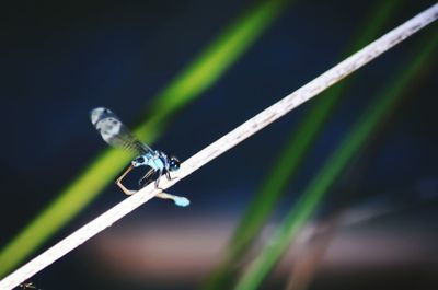 Close-up of insect on grass