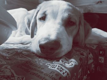 Close-up portrait of dog on bed