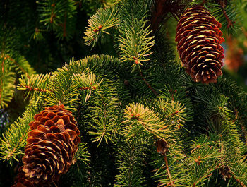 Close-up of plants