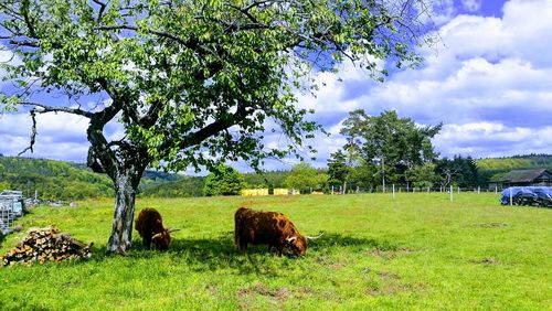 Trees on field against sky