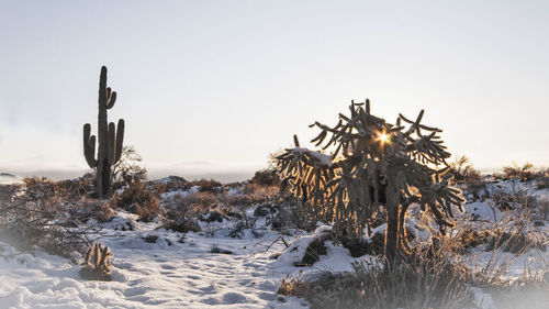 Plants on snow covered land against sky during sunset