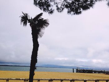 Palm tree by sea against sky