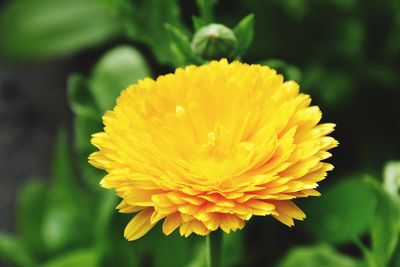 Close-up of yellow flower