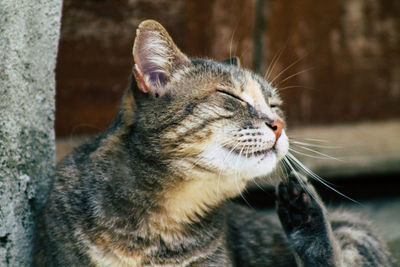 Close-up of a cat looking away