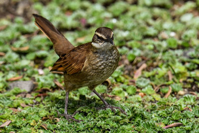 Close-up of a bird on field