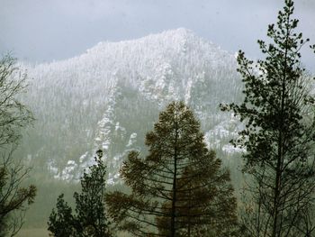 Pine trees in forest against sky during winter