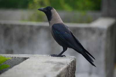 Close-up of bird perching on branch