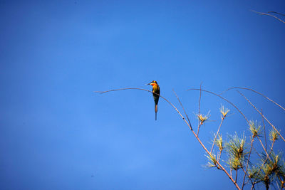 Low angle view of bird perching on branch against blue sky