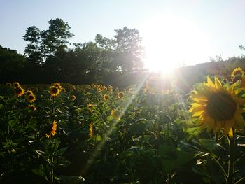 Yellow flowers blooming in field