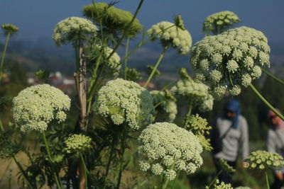 Close-up of flowering plants growing on field