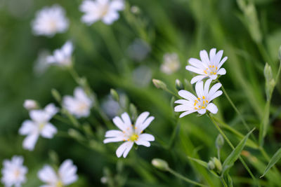 Close-up of white flowering plants