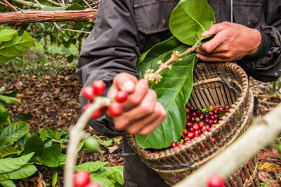 Midsection of man holding plant