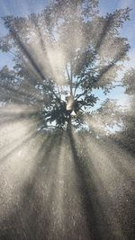 Shadow of tree on landscape against sky