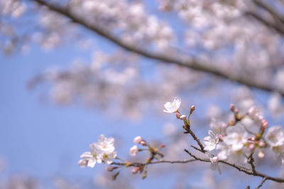 Low angle view of cherry blossoms