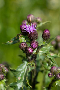 Close-up of purple flowering plant