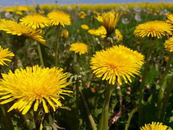 Close-up of yellow flowers blooming outdoors