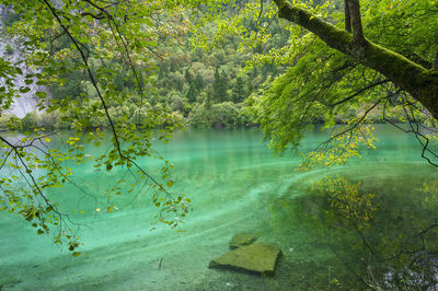 Beautiful and fresh scenery along the crystal clear lake with green algae.