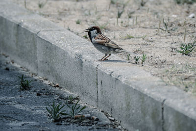 Bird perching on retaining wall