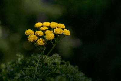 Close-up of yellow flowering plant