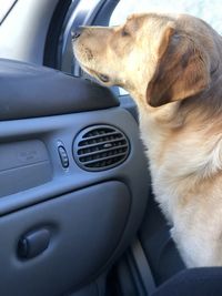 Close-up of dog in car