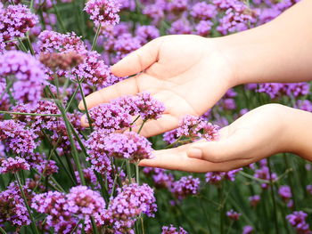 Close-up of woman hand touching purple flowering plants