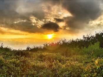 Scenic view of field against sky during sunset