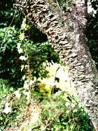 Close-up of tree trunk