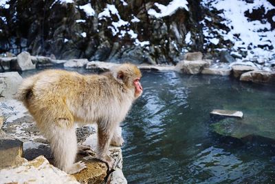 Macaque by lake