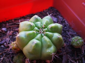 Close-up of fruits on plant