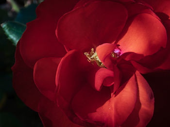 Close-up of red rose flower