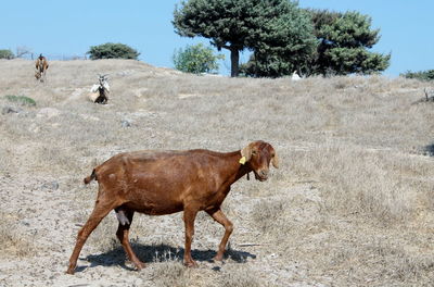 Goats on landscape